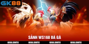 Sảnh WS168 Đá Gà
